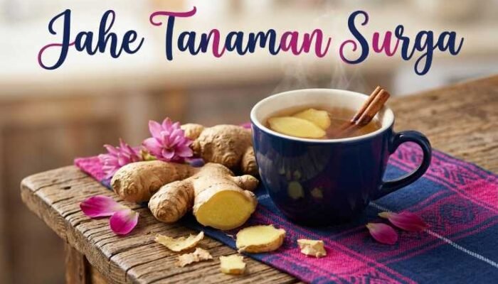 Jahe Tanaman Surga: Mengenal Jenis, Manfaat, dan Potensi Usahanya