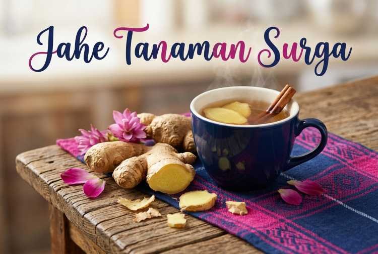 jahe tanaman surga