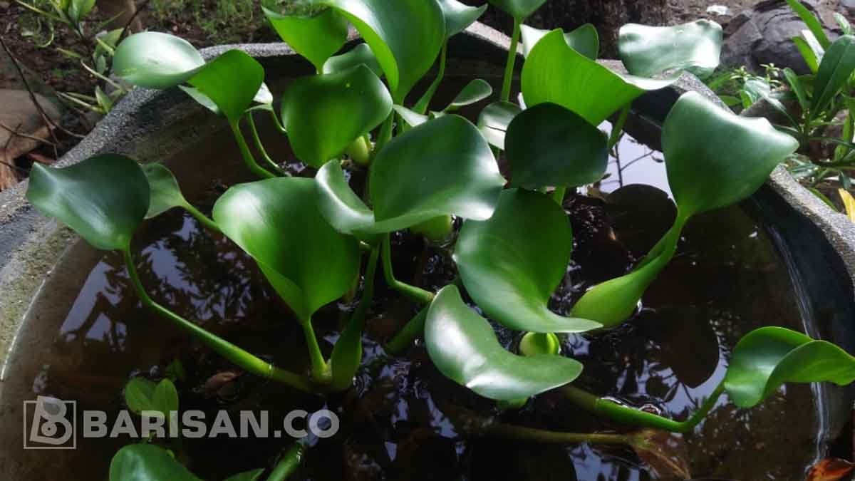 Memanfaatkan Eceng  Gondok  Sebagai Bahan Pupuk  Kompos 