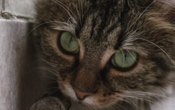 Kenapa Kucing Suka Membawa Bangkai Tikus ke Rumah?