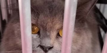 nama kucing nabi sulaiman