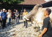 Hasilkan Sapi Premium, Ahmad Luthfi Sebut Peternakan Sapi di Purworejo Ini Layak Jadi Percontohan Nasional