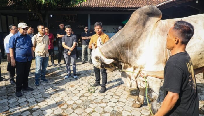 Hasilkan Sapi Premium, Ahmad Luthfi Sebut Peternakan Sapi di Purworejo Ini Layak Jadi Percontohan Nasional