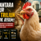 Proyek Hilirisasi Ayam Rp16,7 Triliun Siap Dibangun di 30 Provinsi, Solusi Pangan atau Beban Baru Negara?