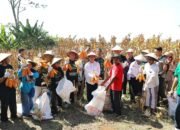 GP Ansor Kota Semarang Panen Raya Jagung, Wali Kota Agustina Apresiasi Dukungan Ketahanan Pangan