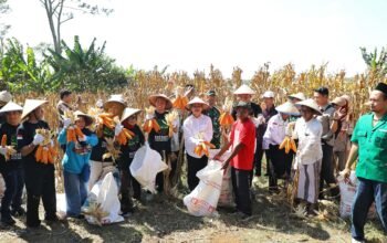GP Ansor Kota Semarang Panen Raya Jagung, Wali Kota Agustina Apresiasi Dukungan Ketahanan Pangan