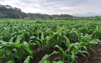 Ekonomi Hijau Bukan Cuma Soal Pohon: Alasan Pertumbuhan PDB Justru Bisa Merusak Bumi